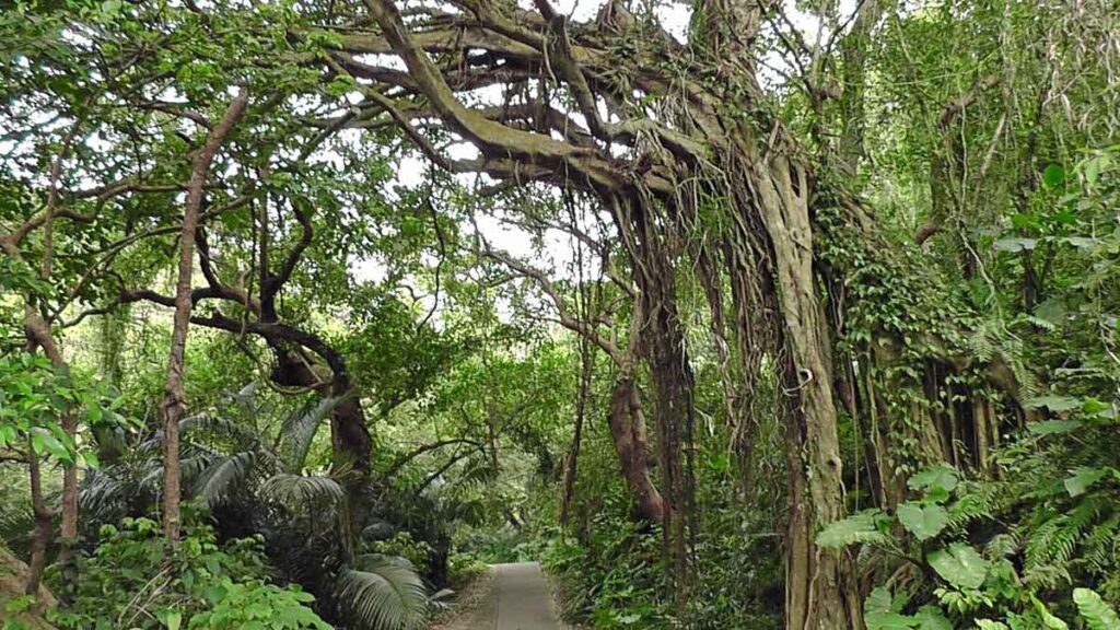 ガジュマルの樹